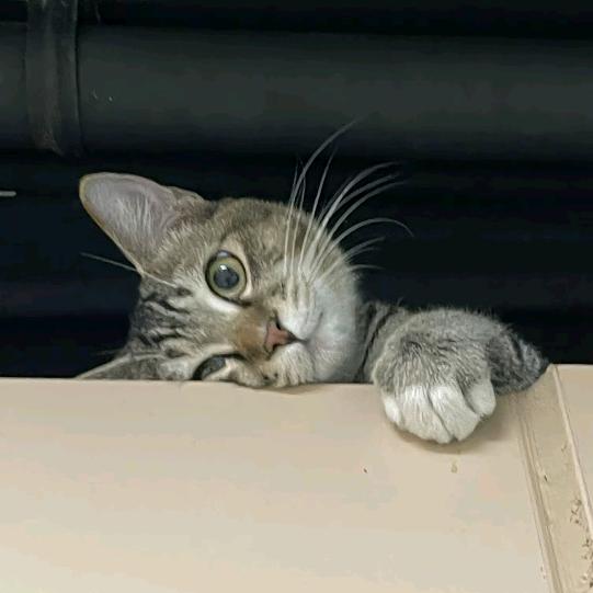 等你在相思树（想当天泉堂主）