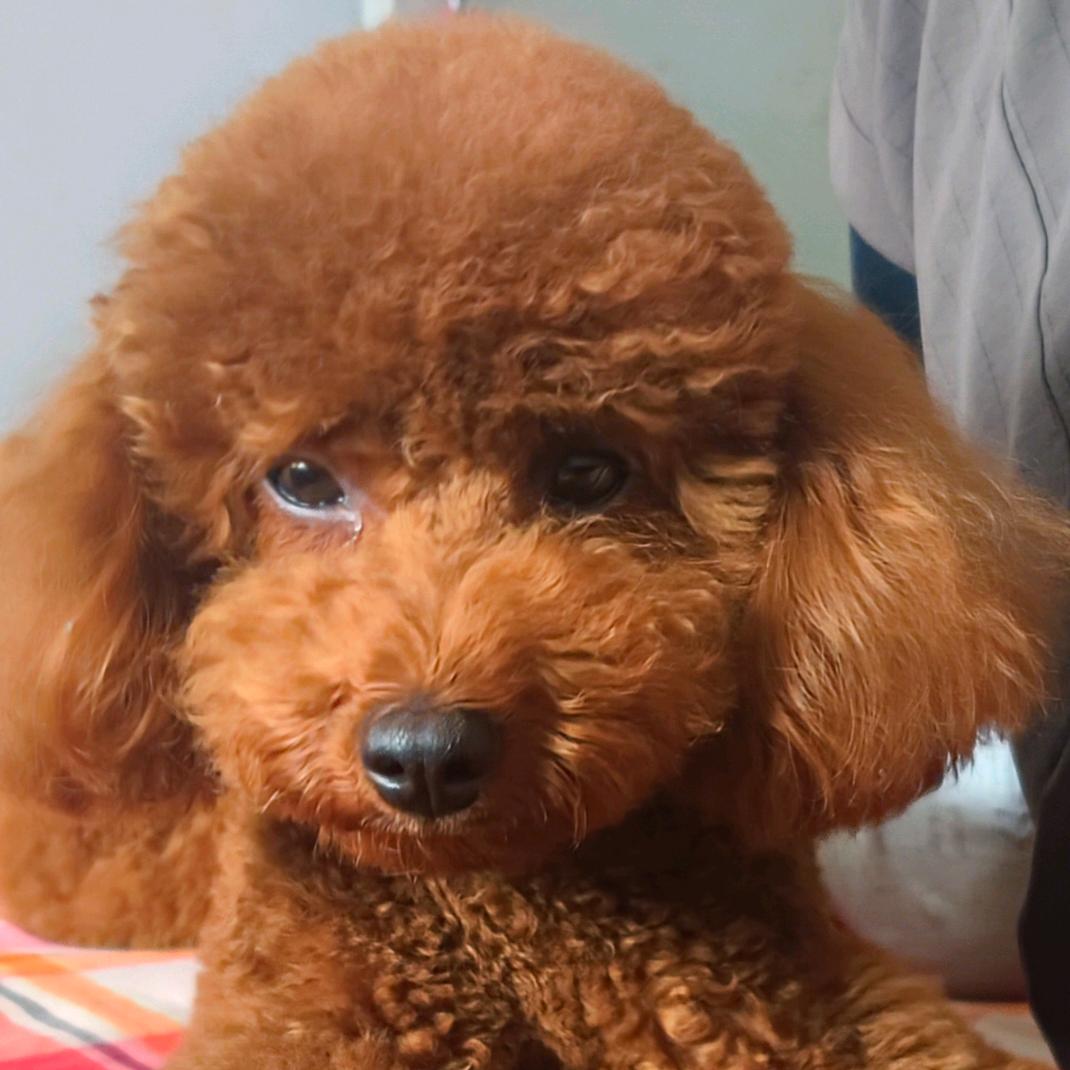 可可是只小泰迪