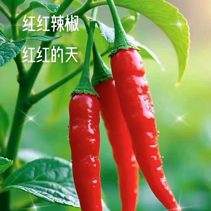 小米辣🌶