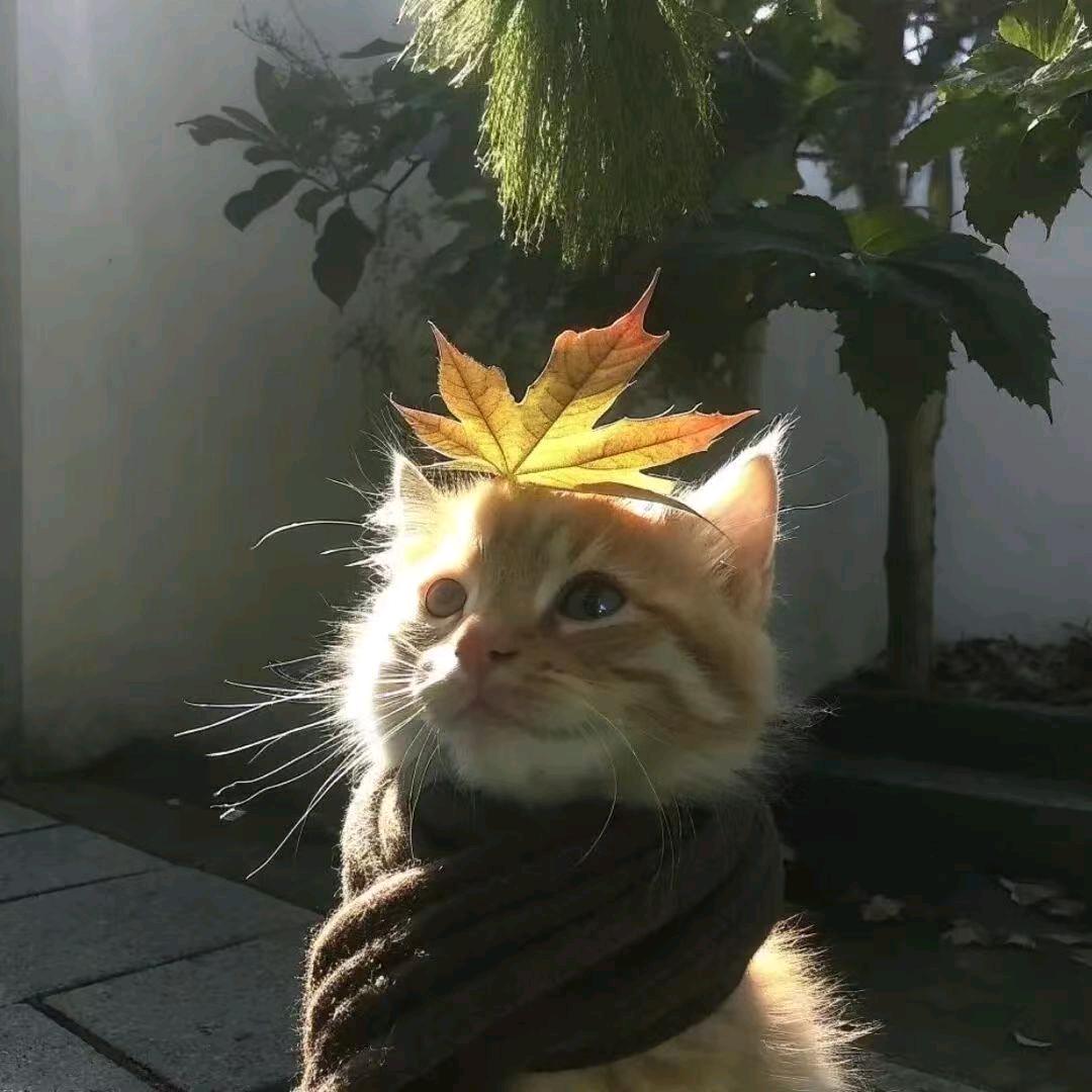 小土豆