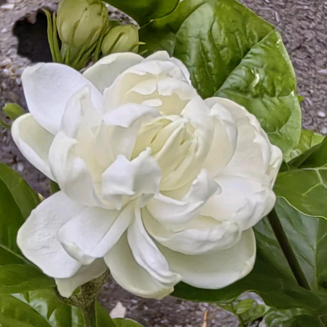❁美莉人生 ❁