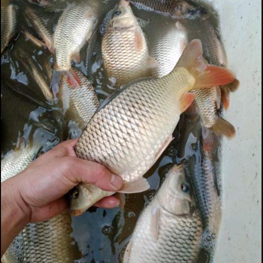 艳子鱼苗场