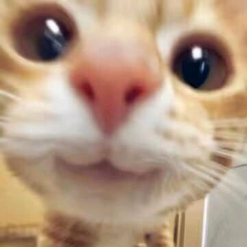 发誓要换博睿斯