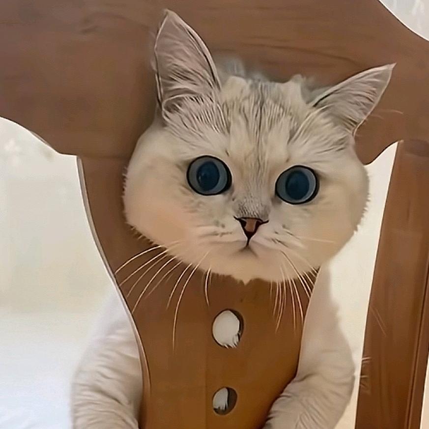 🌈🌈也无风雨也无晴🐱