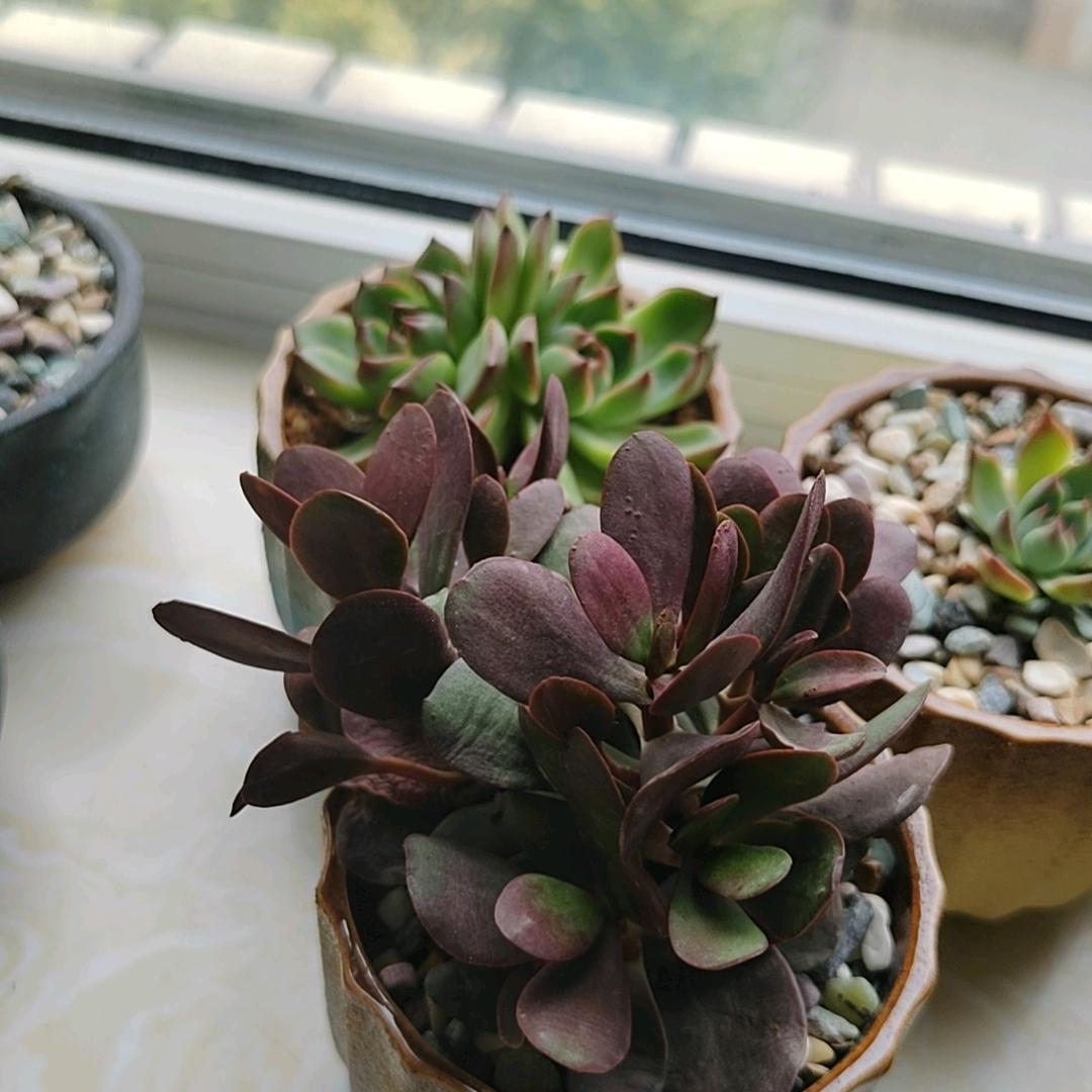紅旗精选