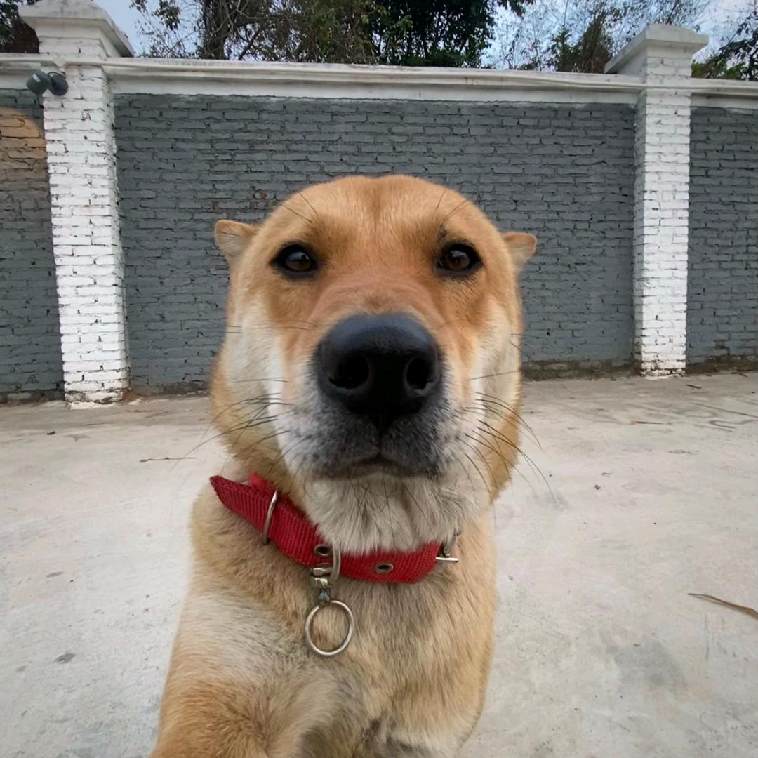 桉