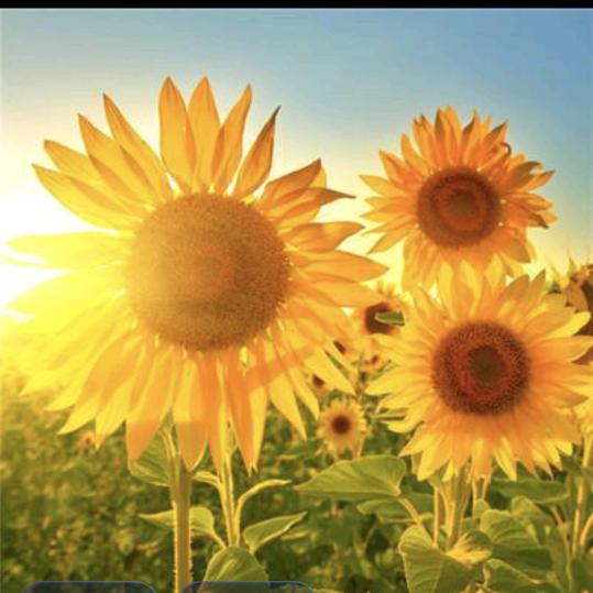 @小樊樊（拒私聊）