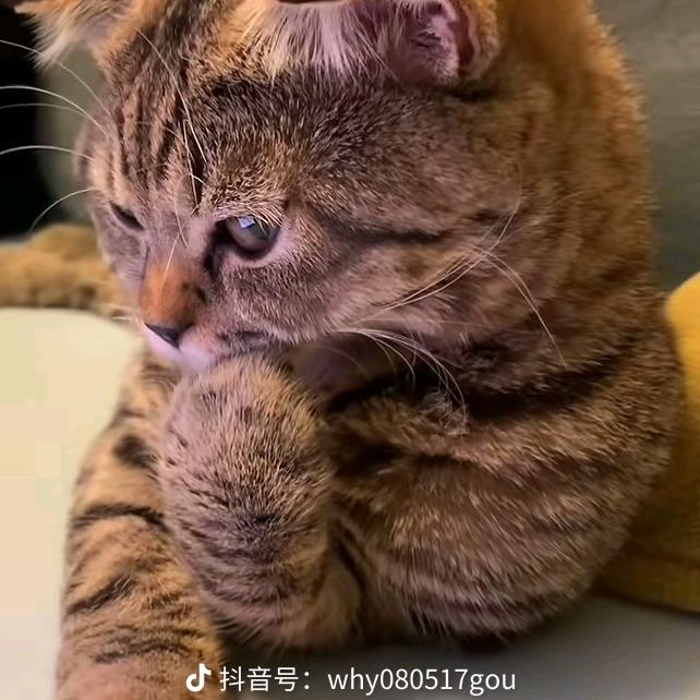 仙丶魈