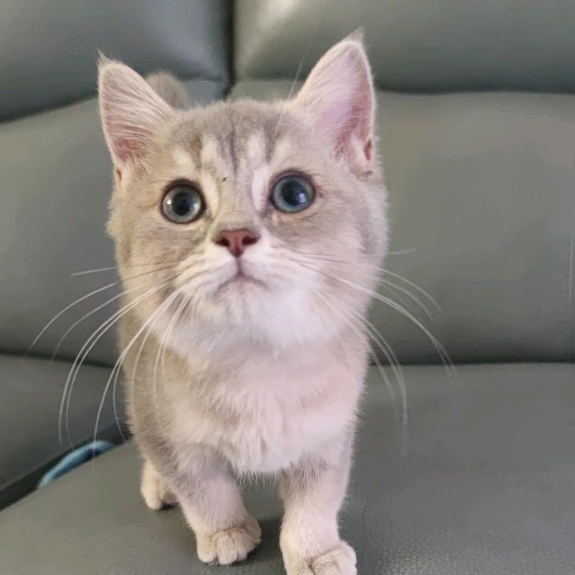 团子是只猫