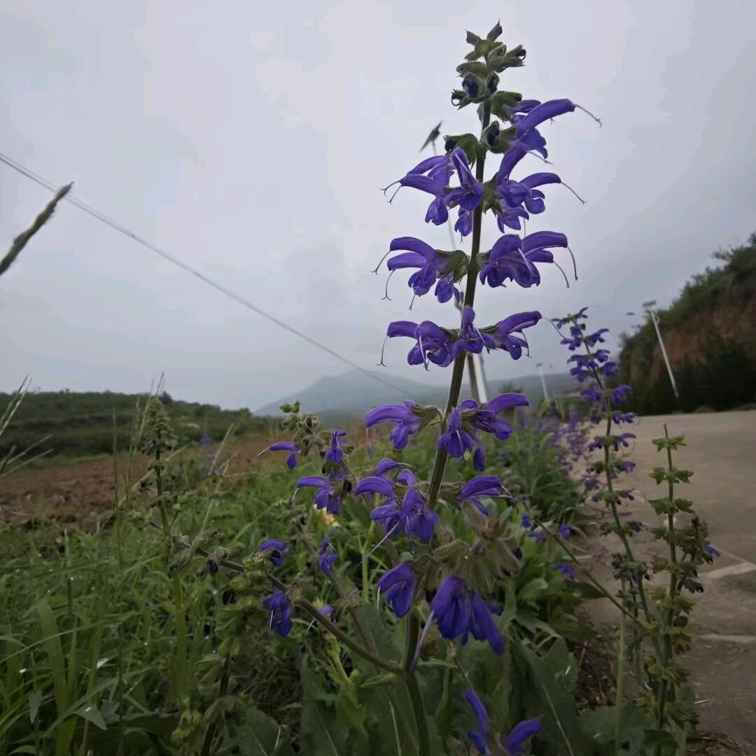 @翼城☞麦子租房