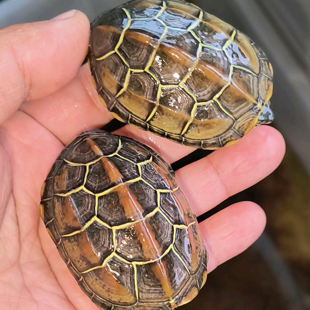 周周家精品苏北金线草龟