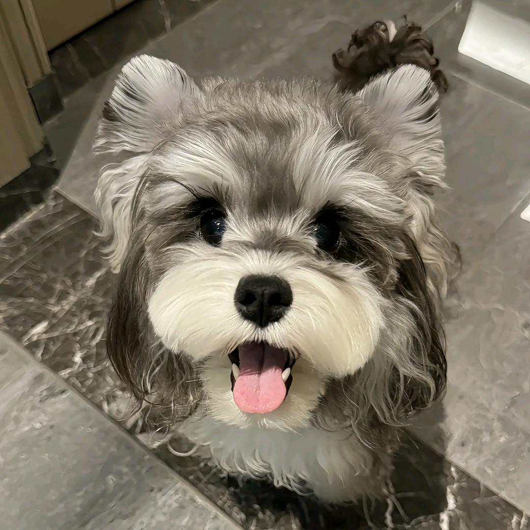 佑佑家有狗狗3号直播间