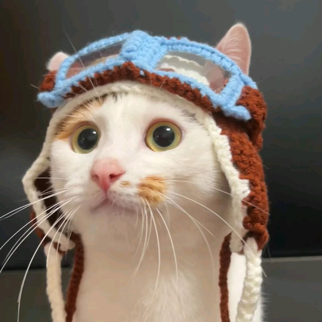 旅行的小猫咪🐾