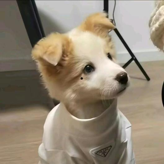 开心豆角