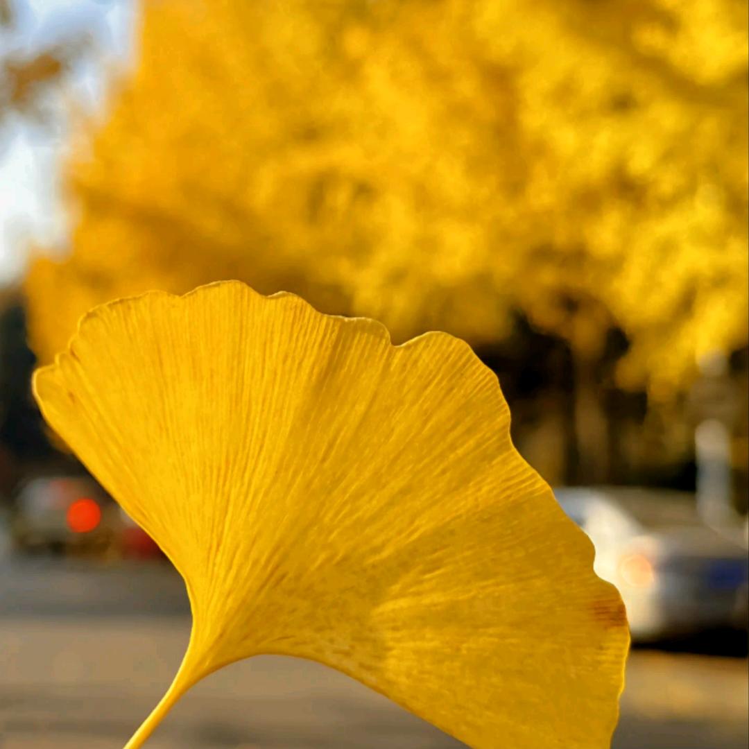摘星星的月亮🌙