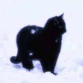 雪地的猫爪印
