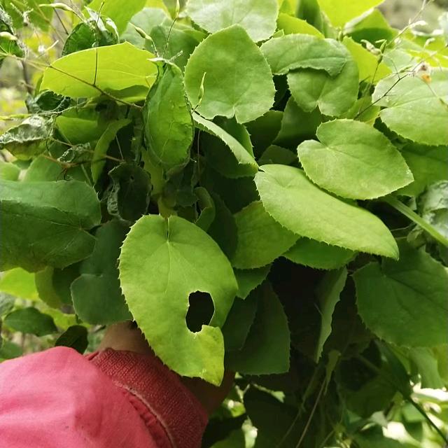 西北百草滋补甄选