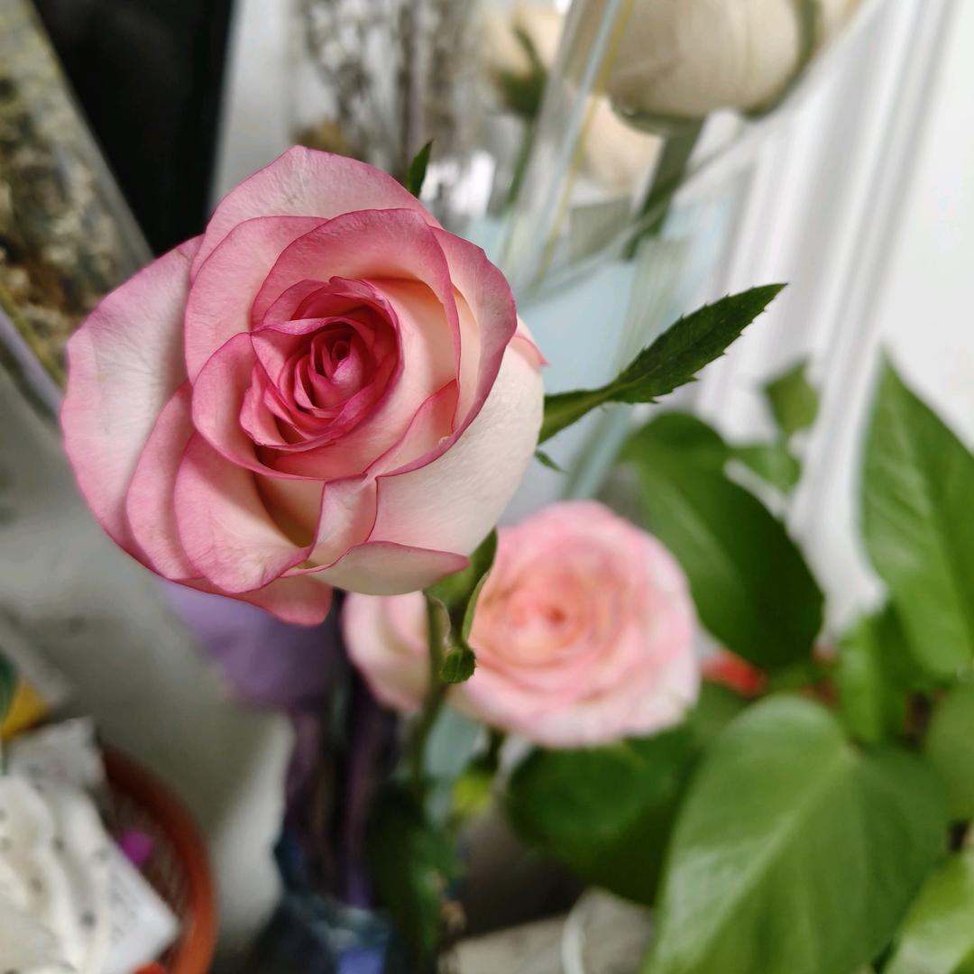 ◡̈⃝❁🌸七秒记忆-^🐾