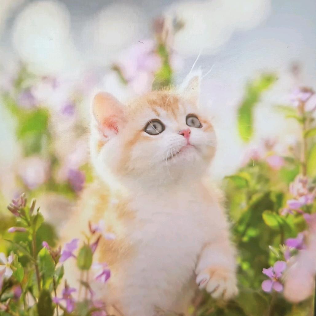 ℋღ᭄玉🍒᭄💞࿐
