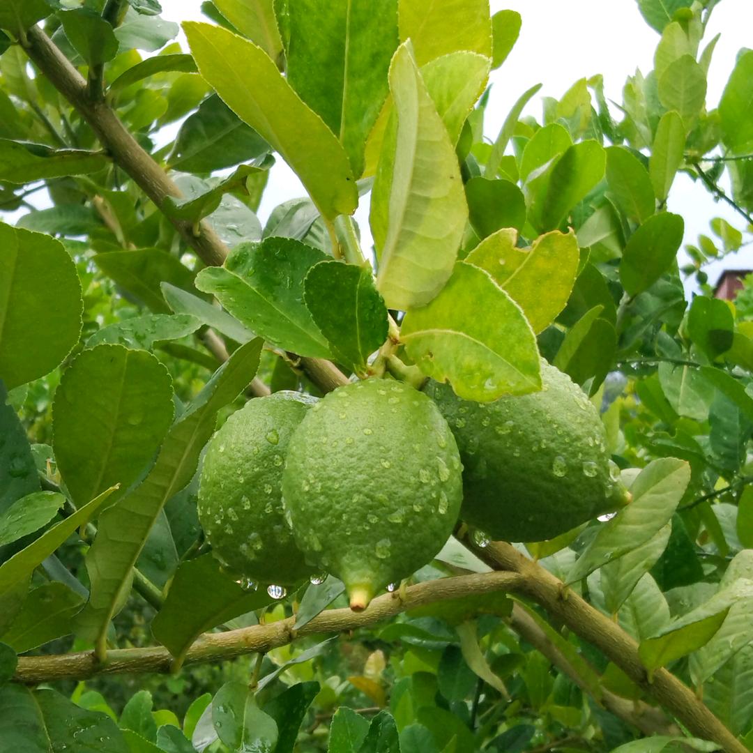 与柠相遇