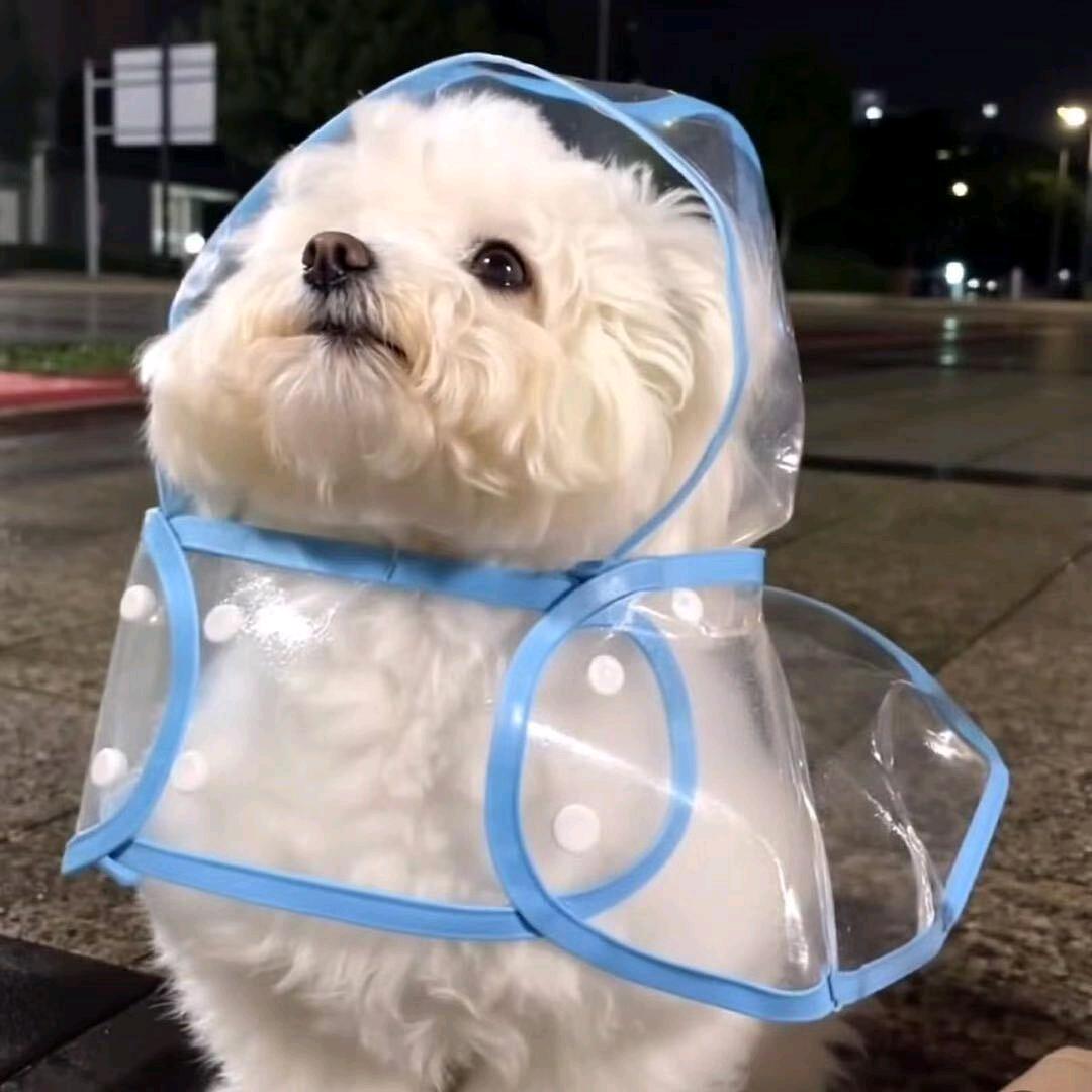 一只菜狗
