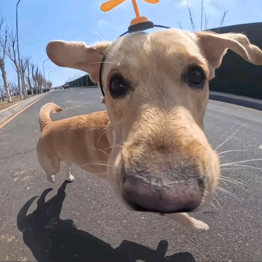bobo小猪包