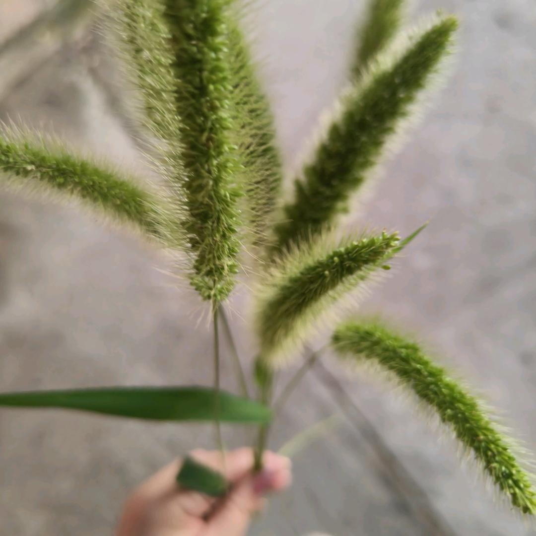茗天