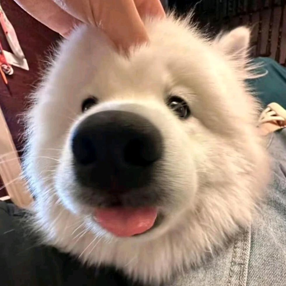 千层摇滚蛋挞