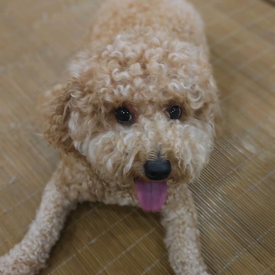 申笨笨#太笨