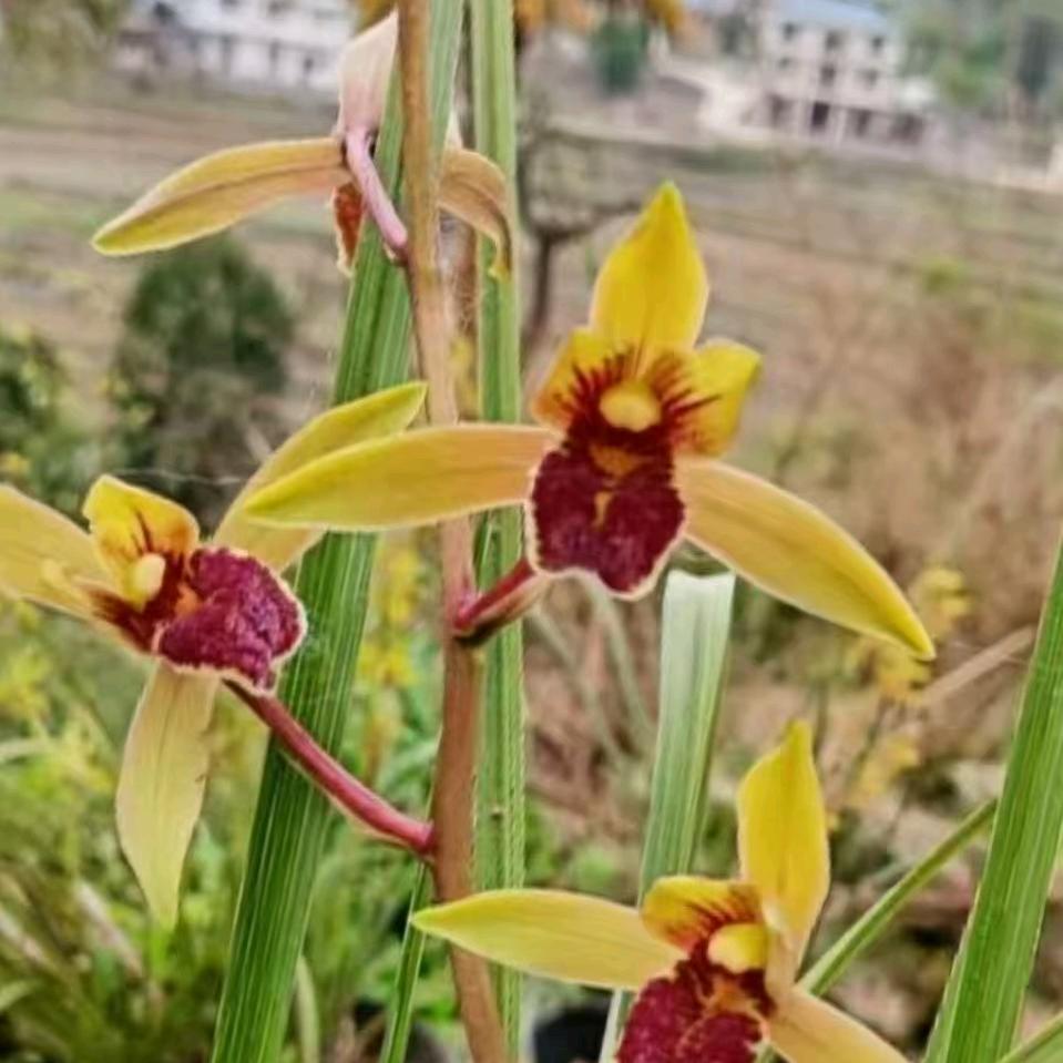 傻哥哥好运常在