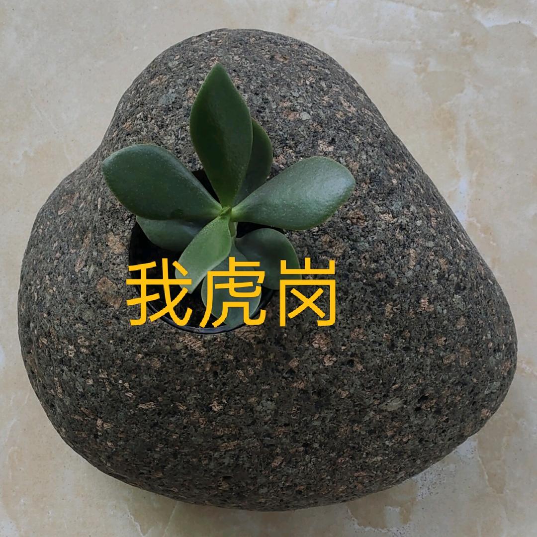 我虎岗植物缘