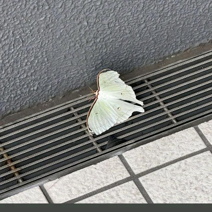 盼盼