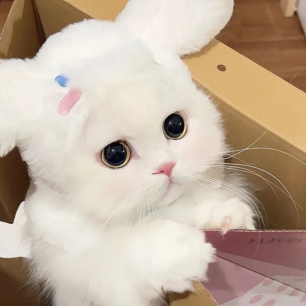 猫🐙