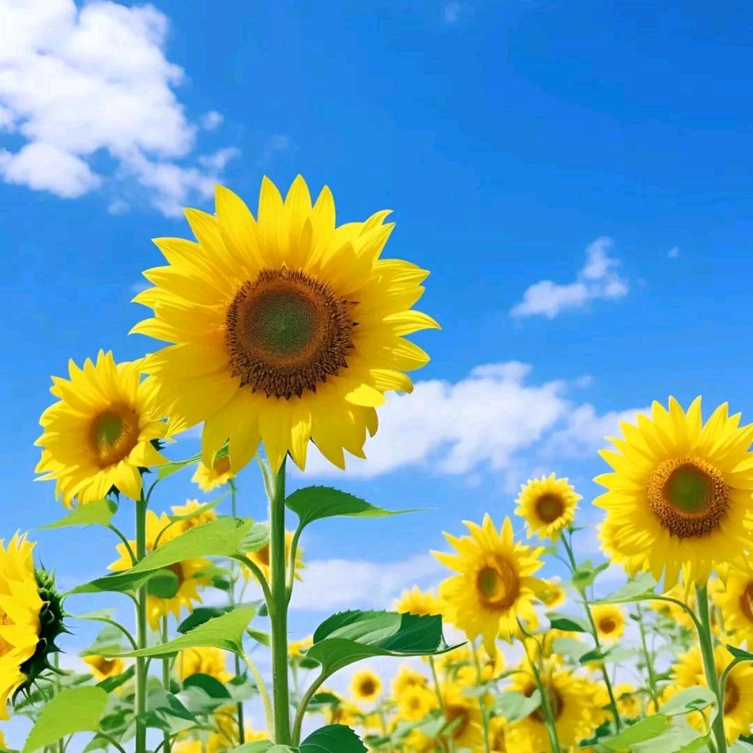 葵花小课堂