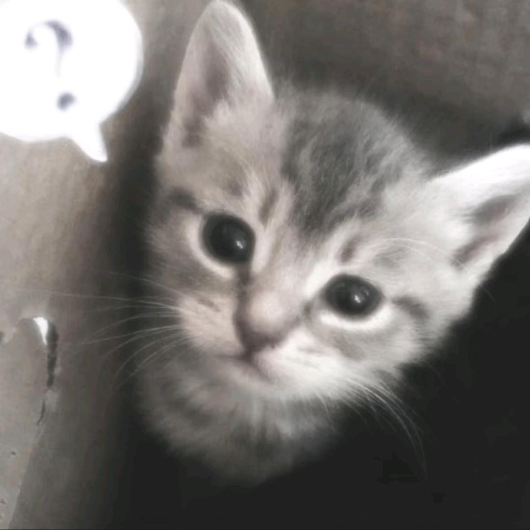 我很萌你喜欢我吗