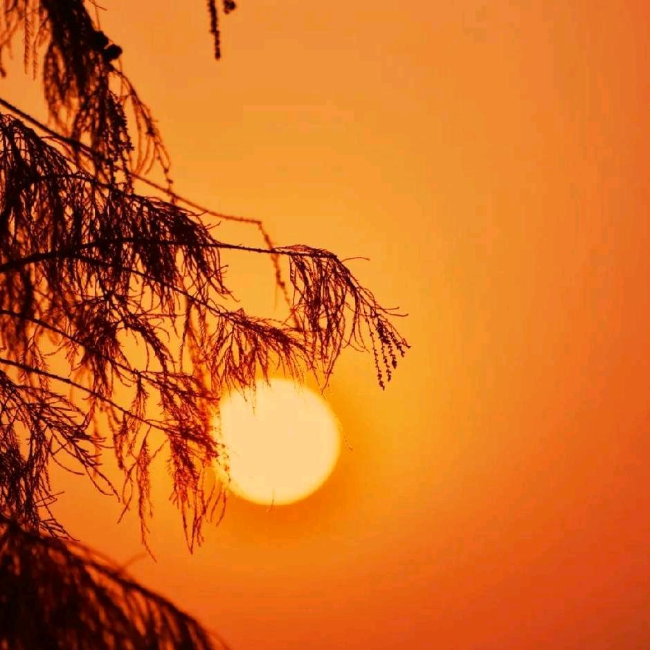 夕阳红