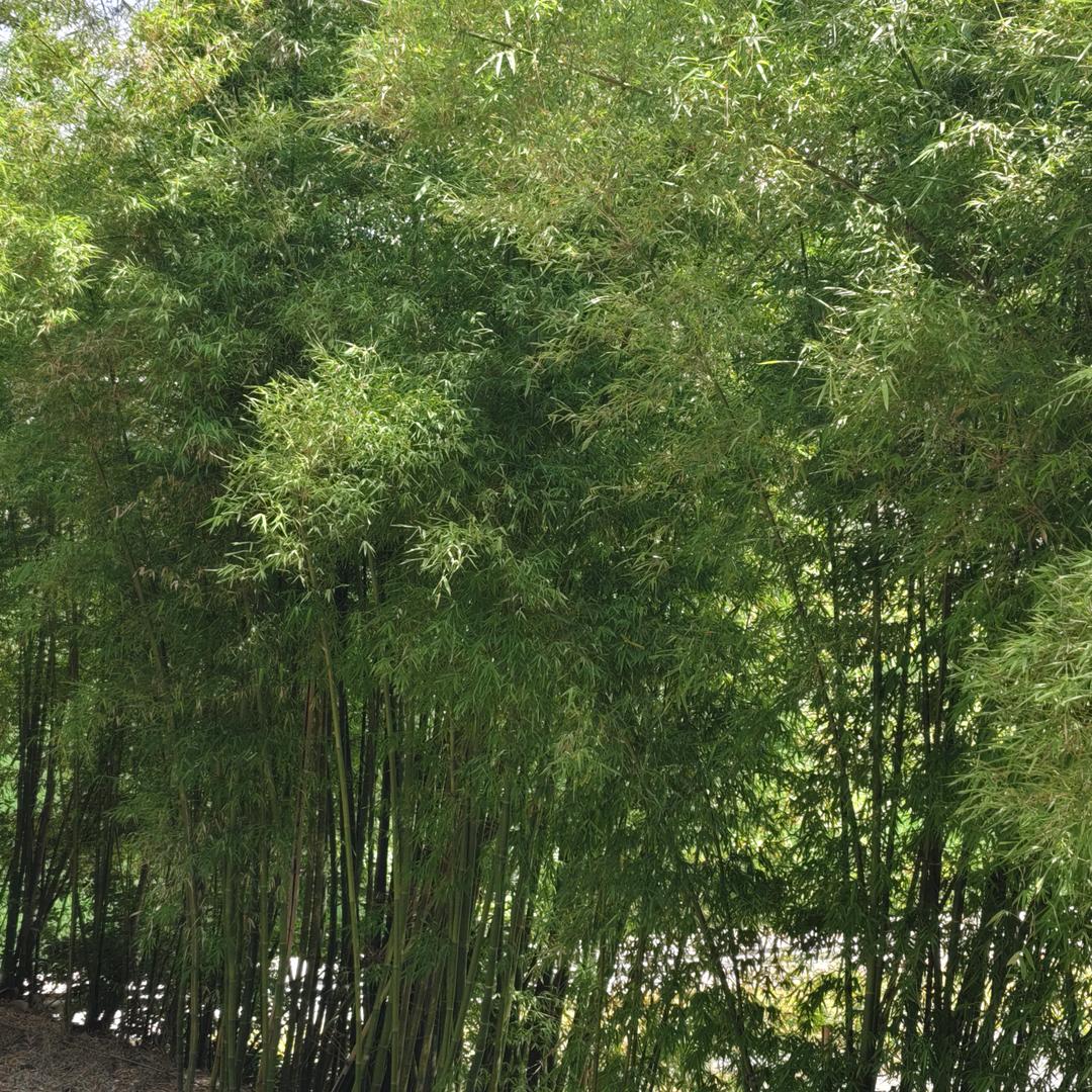 ꧂别撩我🥰我是来🪷渡劫的꧂