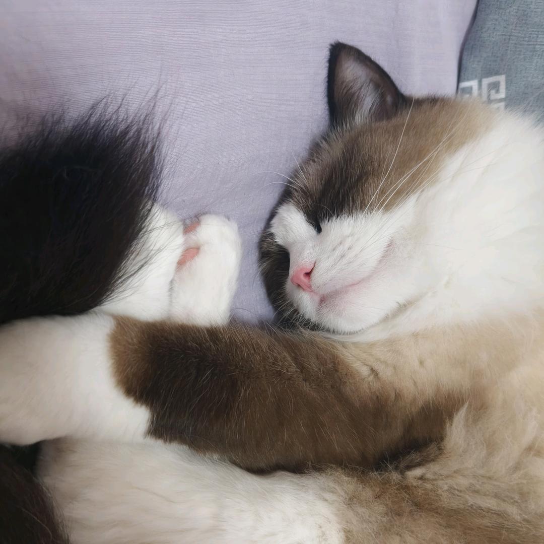不吃香菜不吃蒜