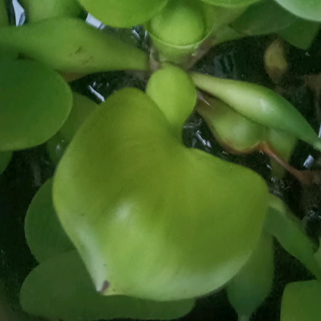 昆明市晋宁区，福安古村，