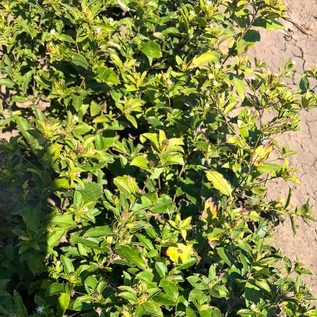 富拉尔基千亩苍术种植基地