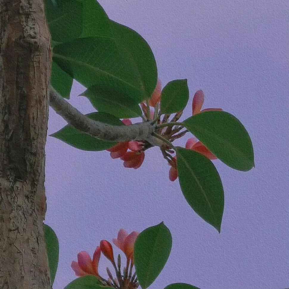 🌻XH🌻🎈🎈🎈