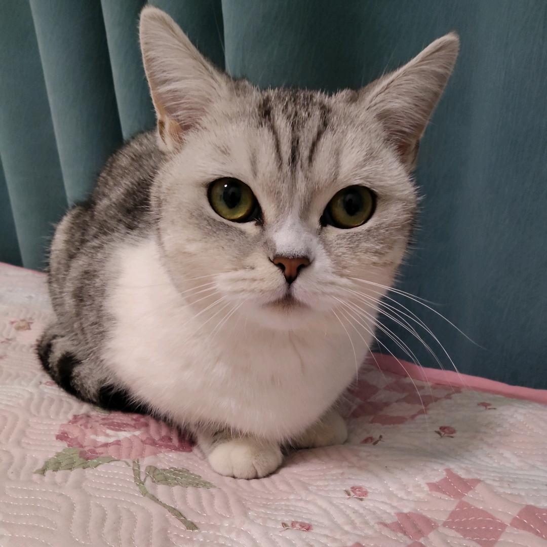 桃之夭夭