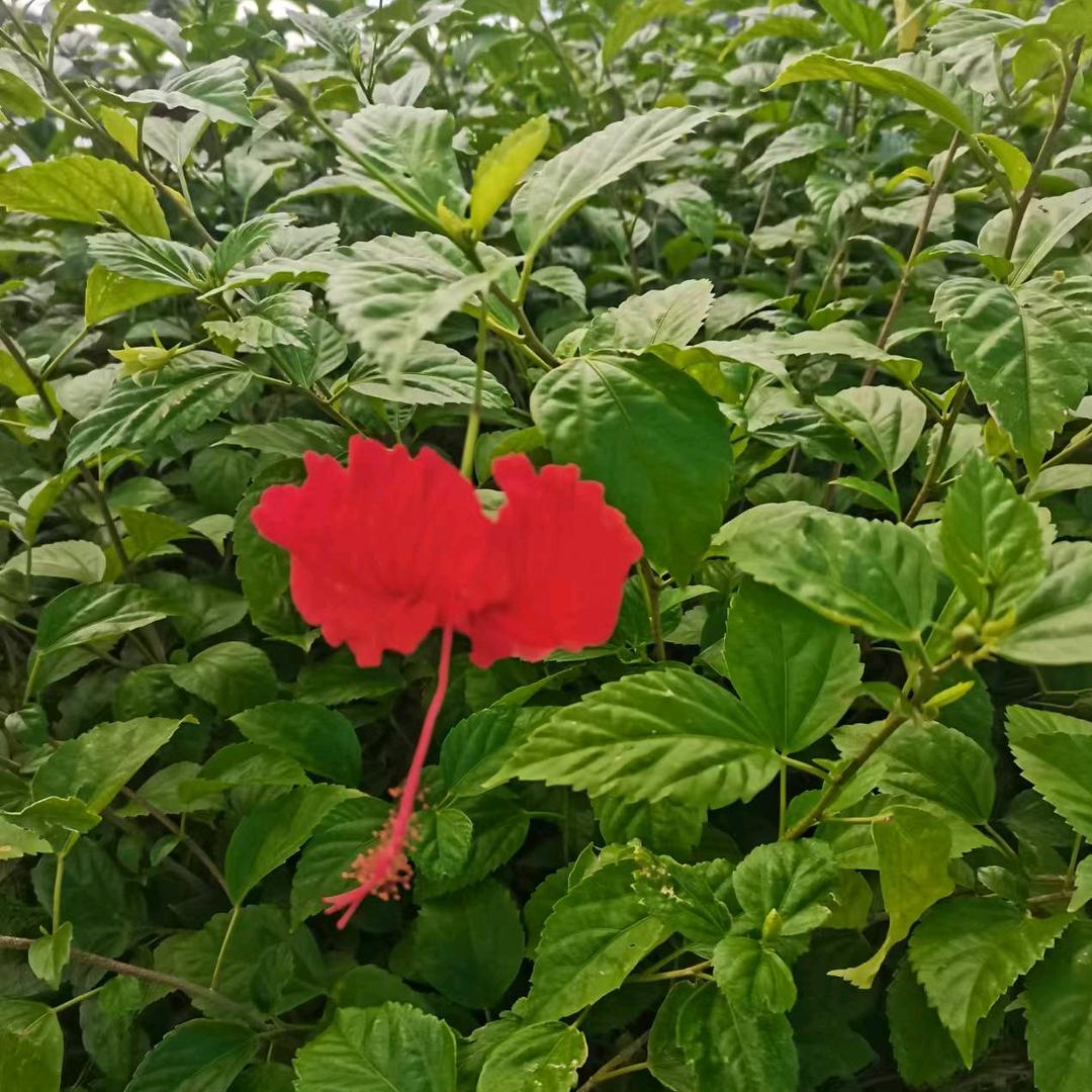 华丽转身
