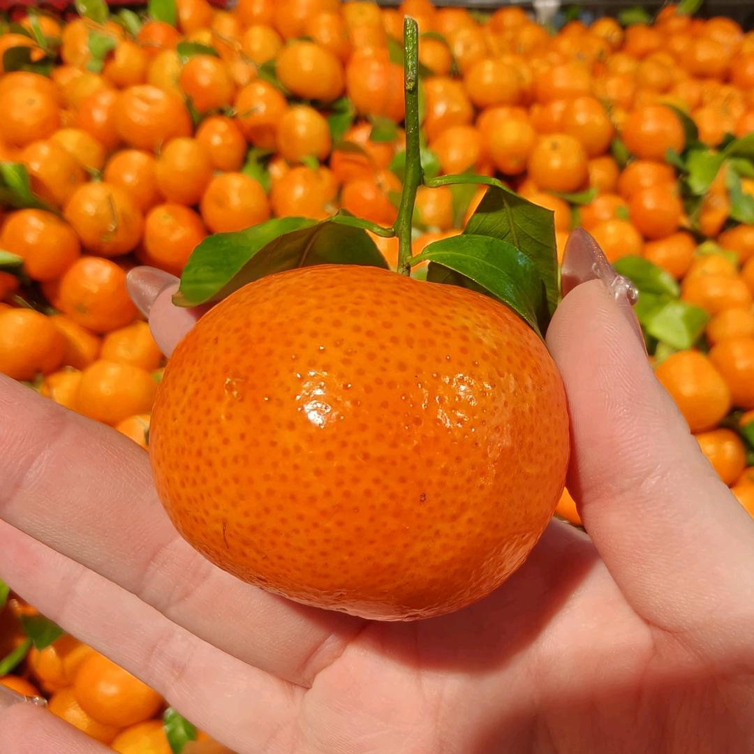 快哉快哉想吃板烧和双吉