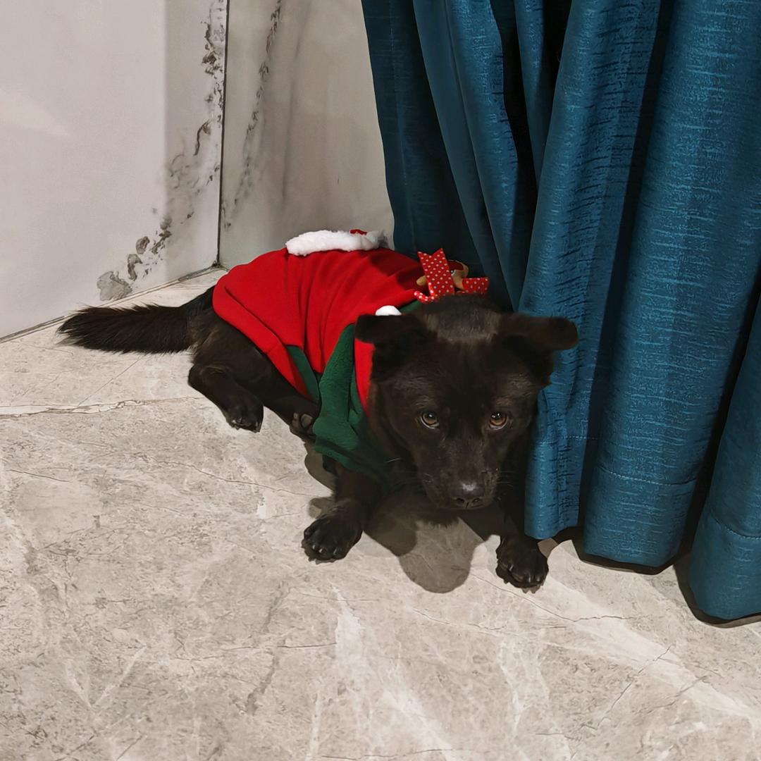 福州马尾有偿3000元寻嘟嘟（还没找到版