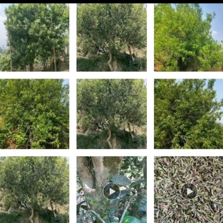 @&&云南普洱生茶，昔归，冰岛，大朝山昔