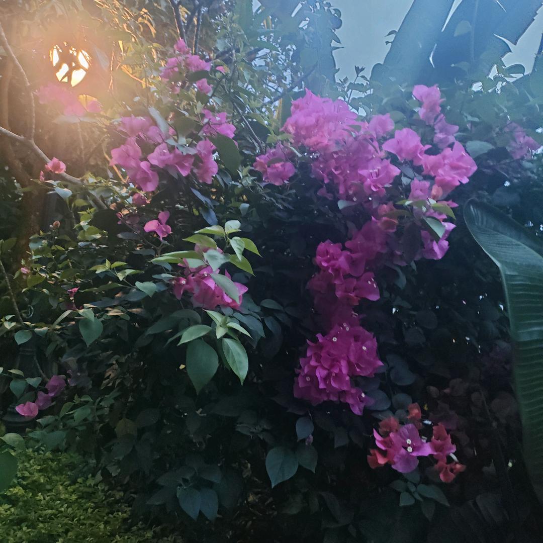 迟来的爱，