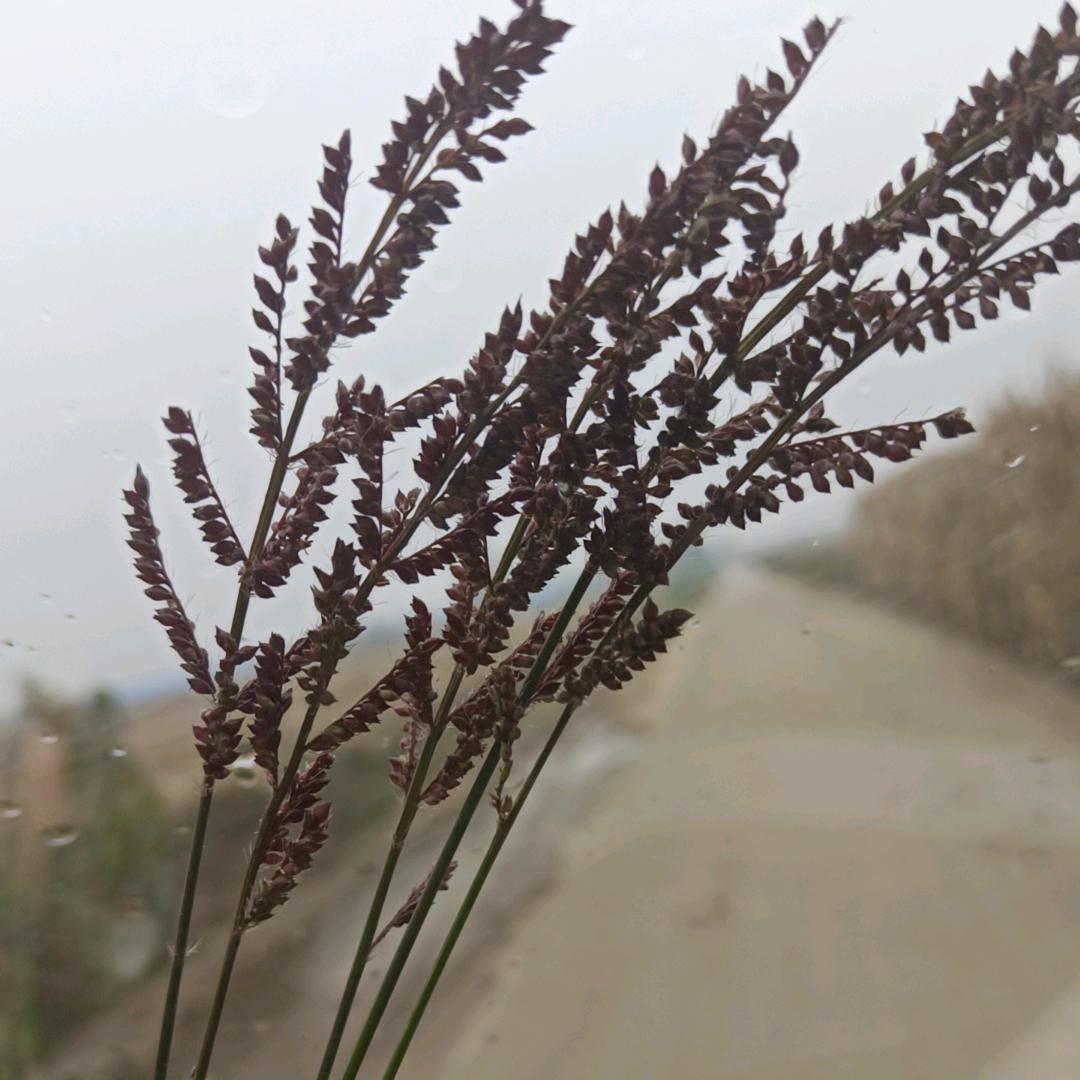 微风的晨，可爱的凝