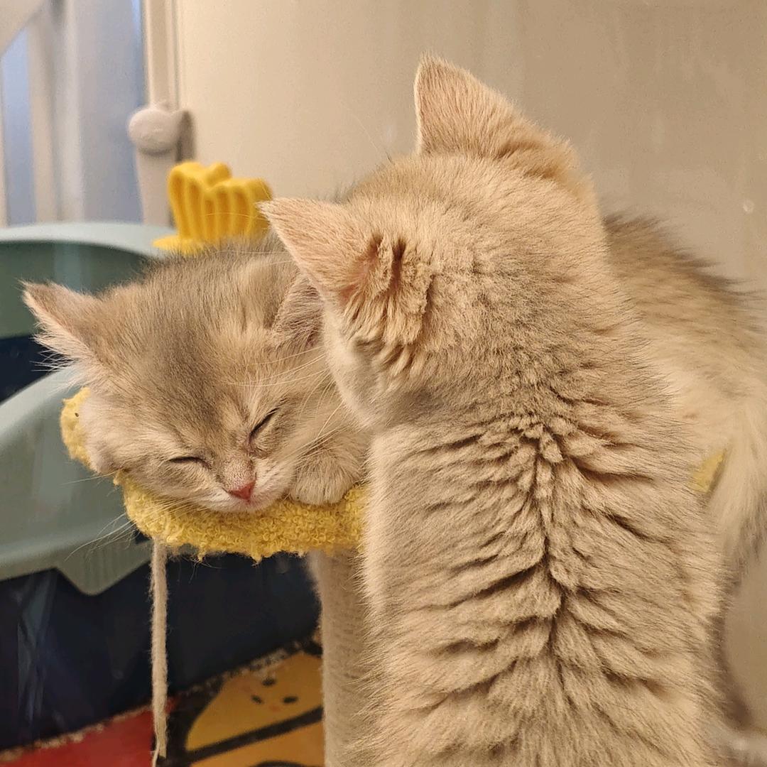 第七秒