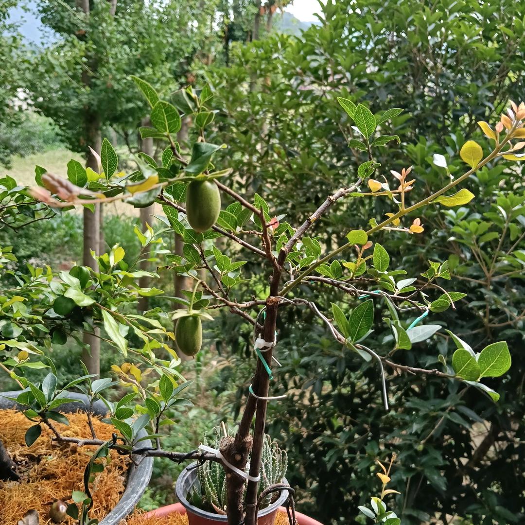 🌲沉默🌲